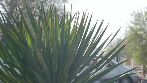 Small palm Stock Footage 237400064