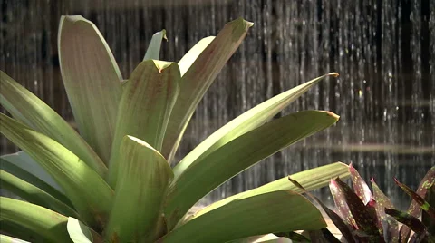 Small Palm in front of waterfall 動画素材 986883