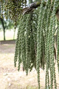 Small Palm Fruit Strings with Natural Hanging Texture Stock-Fotos
