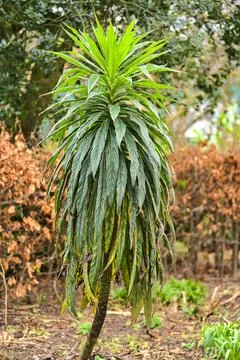 Small palm-like one stem tree with long leaves in St Stephens Green Green Stock Photos