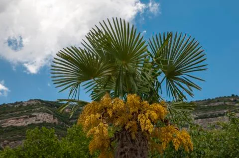 Small palm Stock Photos