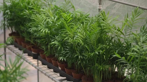 Small palm plants in brown pots arranged on metal shelf in greenhouse nurse.. Stock Footage 331725847