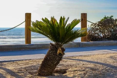 A small palm tree against the backdrop of the ocean. Stock Photos
