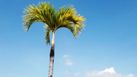 Small Palm Tree and Blue Sky Philippines Stock Footage 120997754