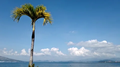 Small Palm Tree and Blue Sky Philippines Stock Footage 120997815