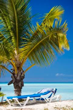 A small palm tree on an Antiguan beach, turquoise water and blue sky in the b Stock Photos