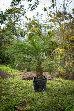 Small palm tree to be planted in the field Foto stock