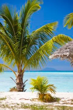 A small palm tree on a caribbean beach with the island of Nevis in the backgr Stock Photos