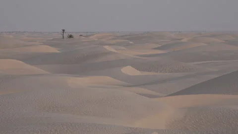 Small palm tree contrasts with sand dunes and Saharan desert landscape  Tunisia Stock Footage 319830997