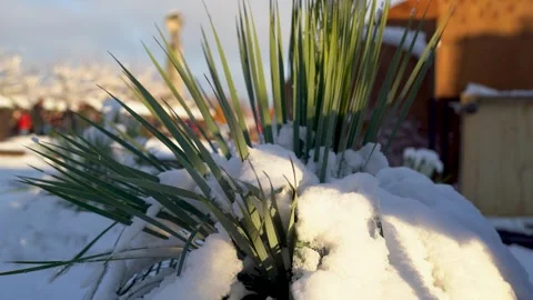 Small palm tree covered in snow Stock Footage 258371096