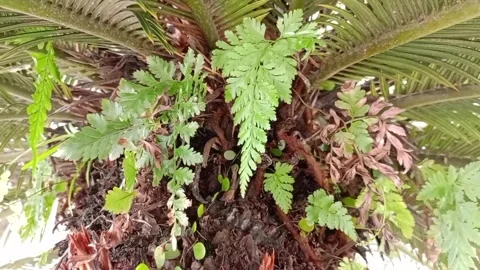 Small palm tree Stock Footage 276102315