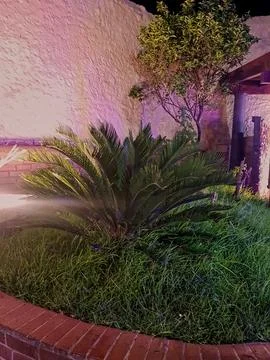 Small palm tree gracefully growing in a home garden at night. Soft lighting cast Stock Photos