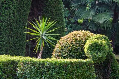 Small palm tree growing in lush green park Stock Photos