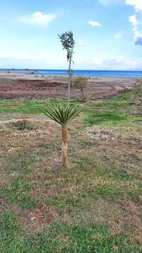 A small palm tree grows on a sandy beach overgrown with grass Stock Photos