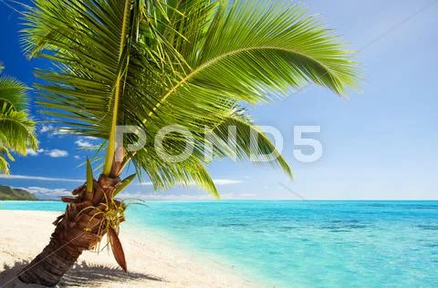 Small palm tree hanging over stunning lagoon Stock Photos