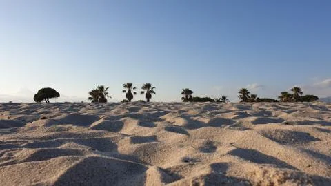 Small Palm Tree Horizon Sand Beach Stock Photos