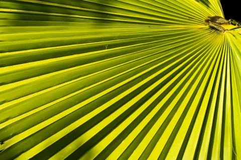 Small palm tree leaf detail with sunset light Stock Photos