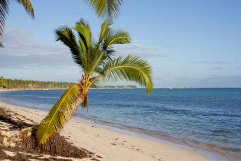 Small palm tree in the middle of the white sand beach and turquoise sea water Stock Photos
