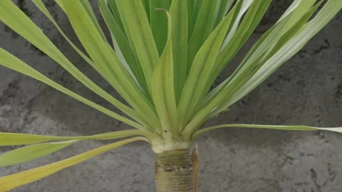 Small palm tree moving on a wind on the grey cement background Stock Footage 168916217