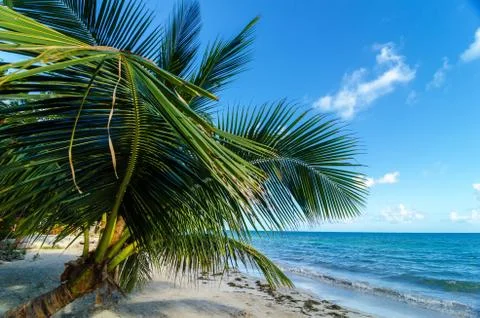 Small Palm Tree Stock Photos