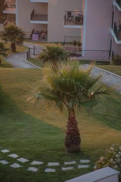 Small palm tree Stock Photos