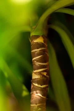 Small palm tree Stock Photos