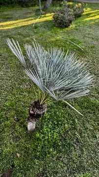 Small palm tree Stock Photos
