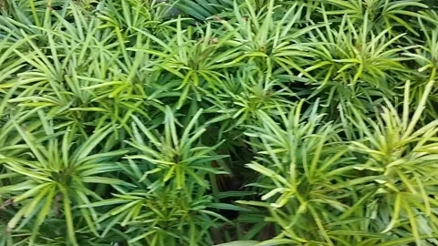 Small palm tree plant Stock Footage 218244851