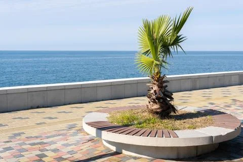 A small palm tree planted in a circular concrete planter with wooden slats Stock Photos