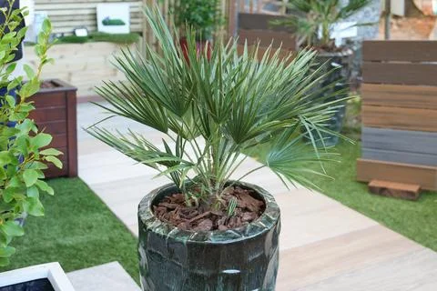 Small palm tree planted in tall green ceramic garden pot Stock Photos