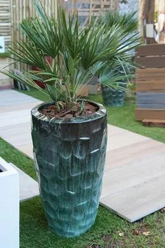 Small palm tree planted in tall green ceramic garden pot Stock Photos