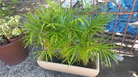 Small Palm Tree in Rectangular Pot in the Garden Stock Photos