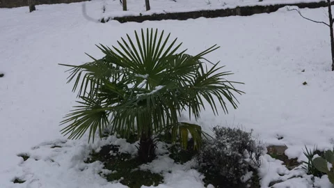 Small Palm Tree in the Snow Stock Footage 257675179