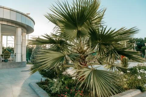 A small palm tree in the sunset Stock Photos