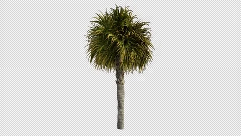 Small Palm Tree Swaying in the Wind Loop with Alpha Stock Footage 204810950