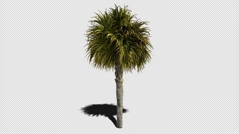 Small Palm Tree Swaying in the Wind with Shadow Loop with Alpha Stock Footage 204810953