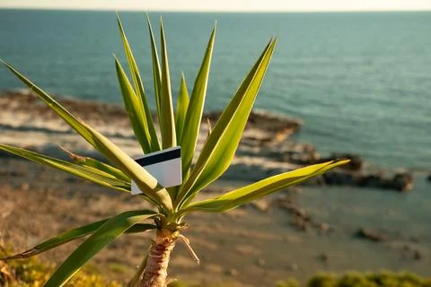 Small Palm Tree Sways In Wind Against Blue Sky and Sea Horizon Corfu, Greece. On Stock Photos