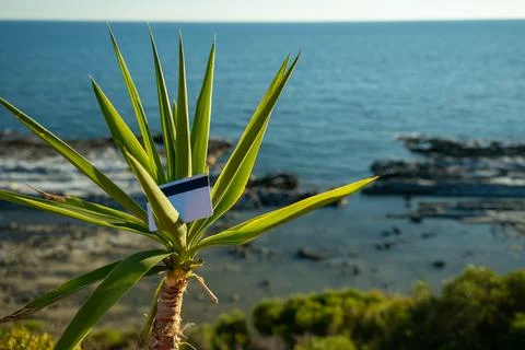 Small Palm Tree Sways In Wind Against Blue Sky and Sea Horizon Corfu, Greece. On Stock Photos