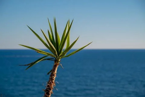 Small Palm Tree Sways In Wind Against Blue Sky and Sea Horizon Corfu, Greece. Stock Photos