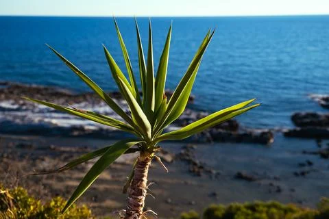 Small Palm Tree Sways In Wind Against Blue Sky and Sea Horizon Corfu, Greece. Stock Photos