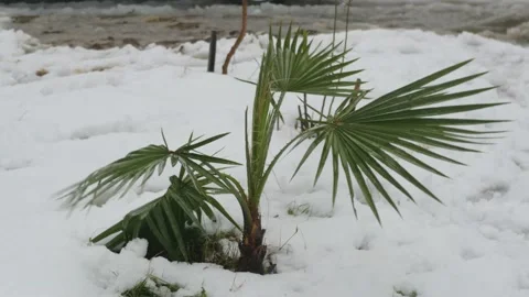 Small palm tree under the snow Stock Footage 227564662