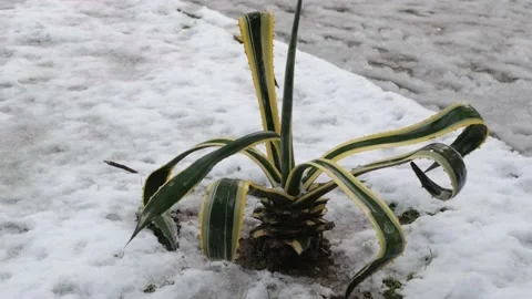 Small palm tree under the snow Stock Footage 227564803