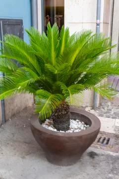 Small palm tree on a vase as a display 스톡 사진