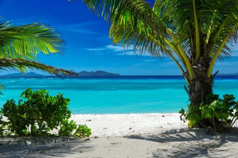 Small palm trees on the beach 写真素材