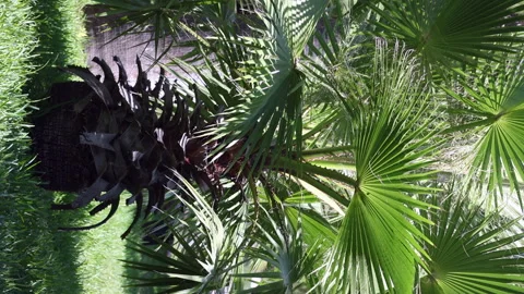 Small palm trees in a city park. Vertical video. Slow motion. Stock Footage 253382865