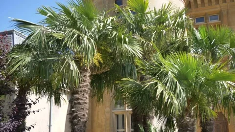 Small palm trees close to an old building Video stock 133201815