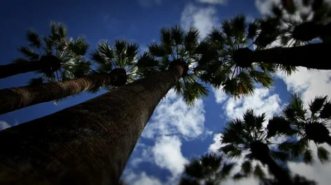Small palm trees Video stock 33059672