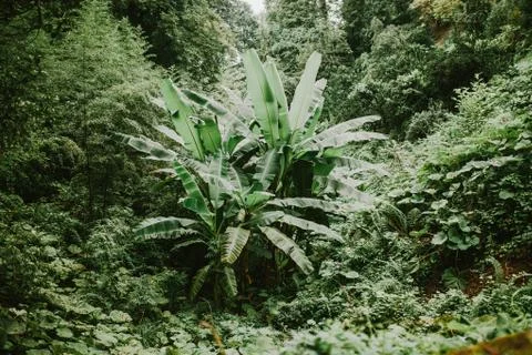 Small Palm trees in a forest Stock Photos