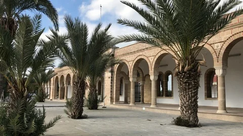 Small Palm Trees in front of a Mont in Larnaca Stock Footage 89566623