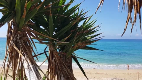 Small palm trees on the sandy beach against the blue sky and blue Ionian Sea Stock Footage 219555969